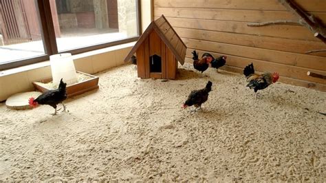 Is It Ok To Use Sand In Chicken Coop