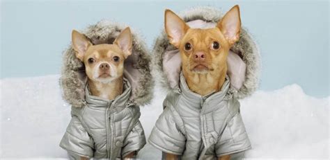 Is It Possible For Dogs To Get A Cold
