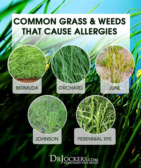 Is It Possible To Be Allergic To Trees