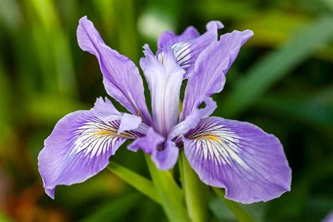 is it possible to have a white iris