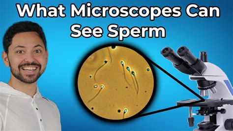 Is It Possible To See Sperm Without A Microscope