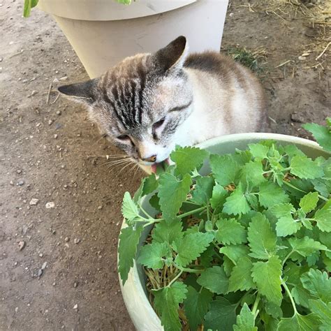 is it safe for cats to ingest catnip