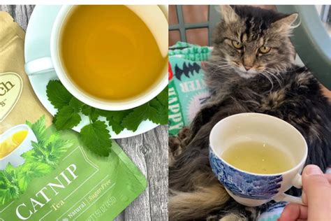 is it safe to give your cat catnip tea