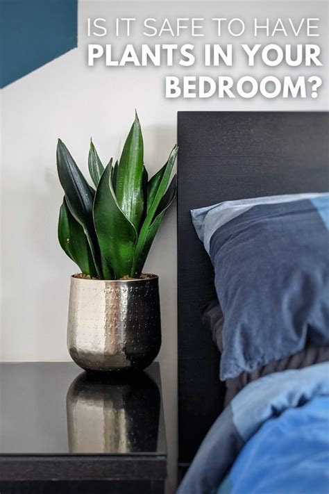 Is It Safe To Have Plants In The Bedroom At Night