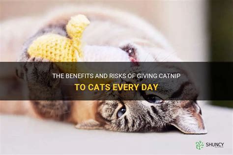 is it safe to.give cats catnip every day