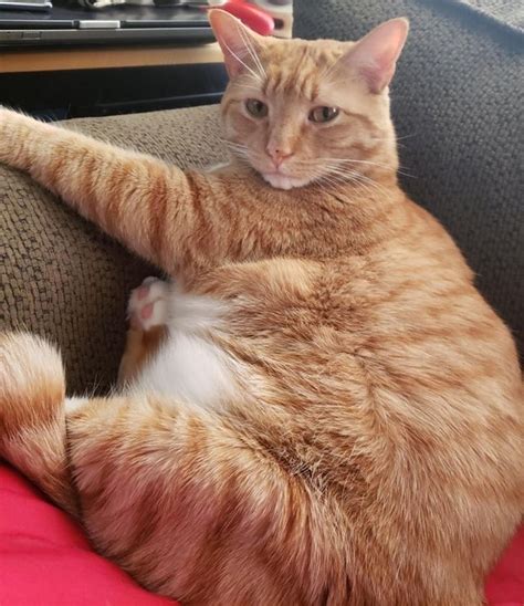 is it true that all orange cats are crazy