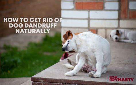 Is It Wrong To Get Rid Of Your Dog