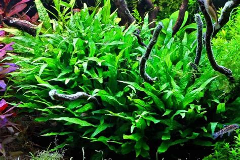 Is Java Fern A Root Feeder