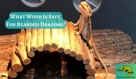 Is Java Wood Safe For Bearded Dragons