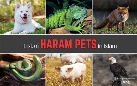 Is Keeping Pets Haram