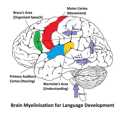 is language apart of cognitive development