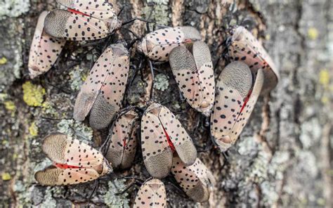 Is Lanternfly Dangerous