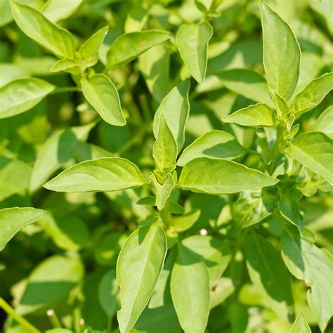 Is Lemon Basil Edible