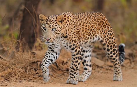 is leopard native to india