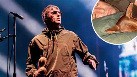 is liam gallagher adopted