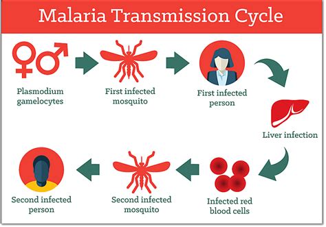 is malaria transmitted person to