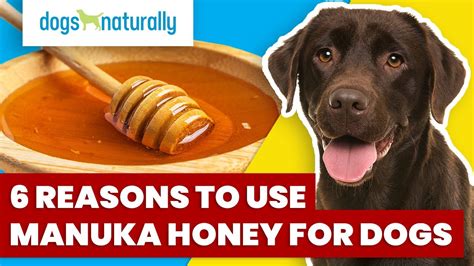 is manuka honey safe for dogs