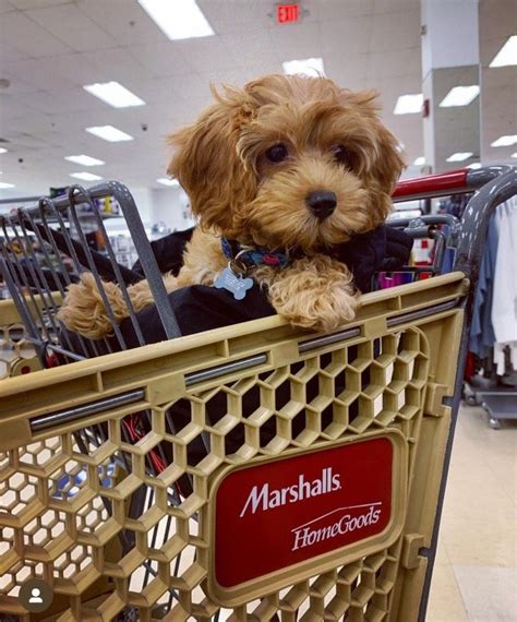 Is Marshalls Dog Friendly
