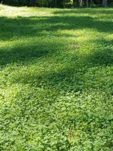 Is Mini Clover And Microclover The Same