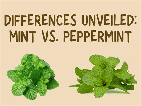 Is Mint Extract The Same As Peppermint Extract