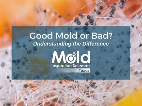 is mould good or bad