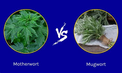 is mugwort and motherwort the same plant