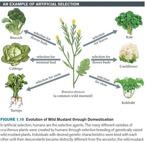 is mustard plant derived