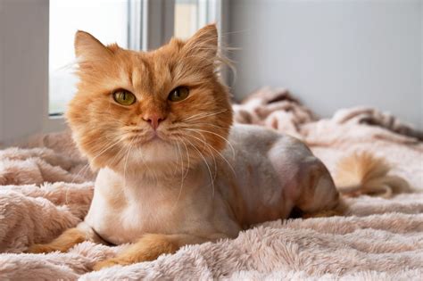 Stunning Is My Cat Short Or Medium Hair With Simple Style