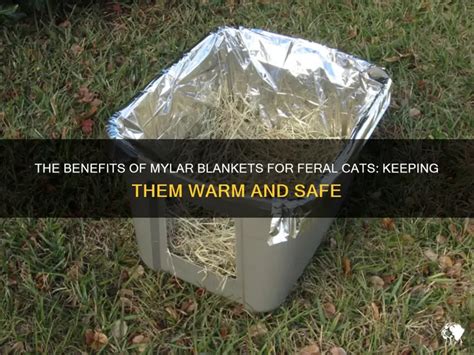 Is Mylar Safe