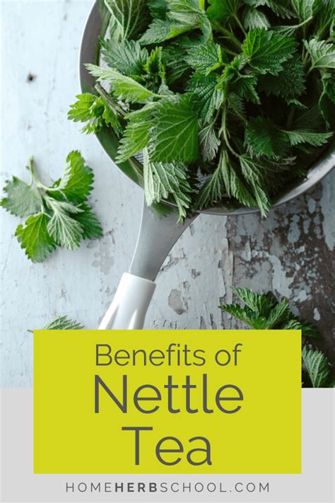 Is Nettle Leaf Tea Safe