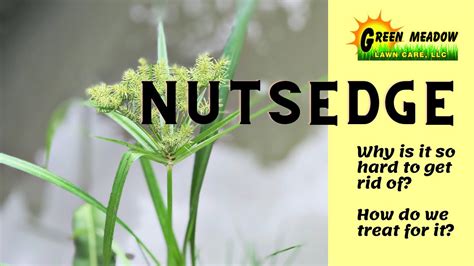 Is Nutsedge Bad