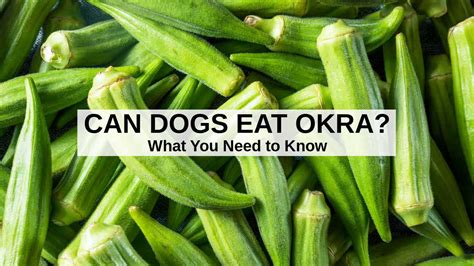 is okra good for dogs