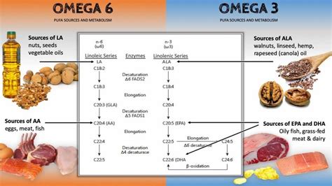 Is Omega 6 Necessary