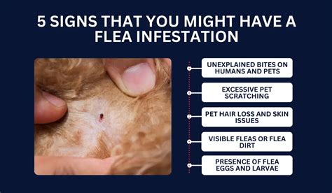 The Scoop on Fleas: Are One or Two a Big Deal?