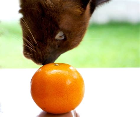 is orange good for cats