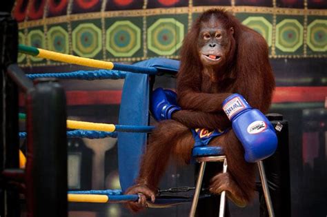 is orangutan boxing real