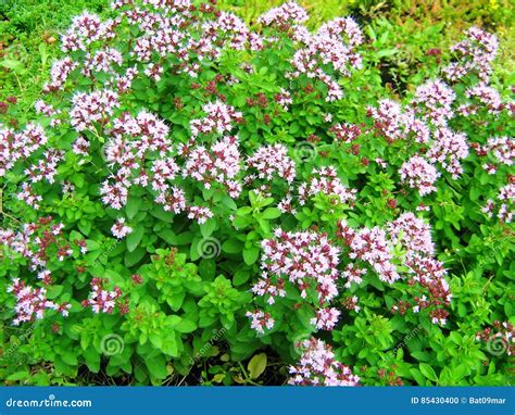 is oregano in the mint family lamiaceae