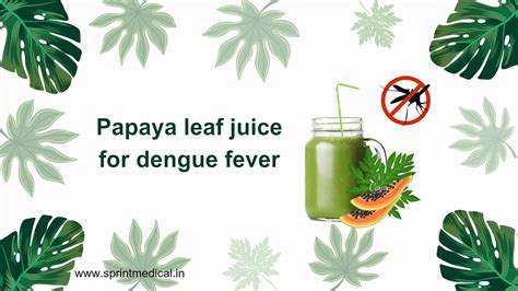 is papaya leaf good for dengue