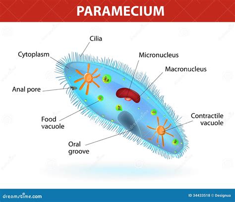 is paramecium a cell