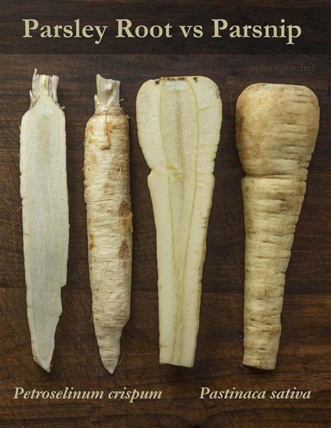 Is Parsley Root The Same As Parsnip