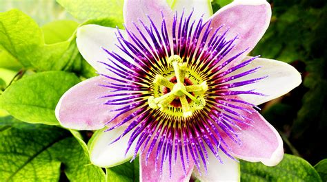 is passion flower safe for kidneys