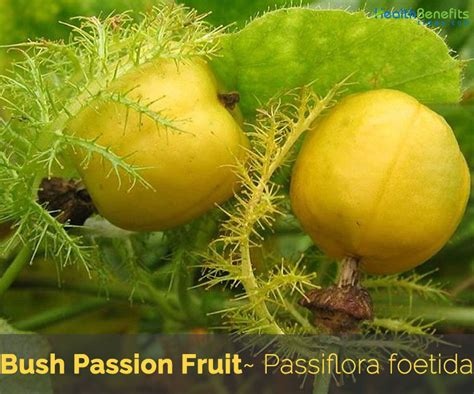 is passion fruit poisonous