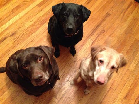 Is Pet Sitting Dangerous