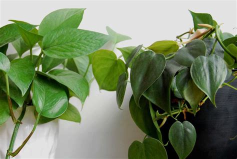 is philodendron the same as pothos