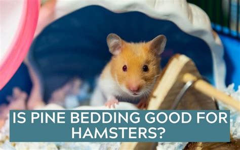 Is Pine Safe For Hamsters