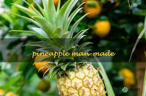 is pineapple man made