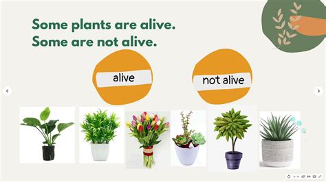 Is Plants Alive