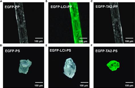 Is Polypropylene Low Protein Binding