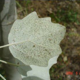 Is Poplar Bug Resistant