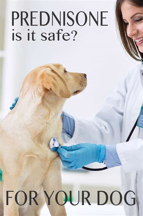 is prednisone bad for dogs kidneys